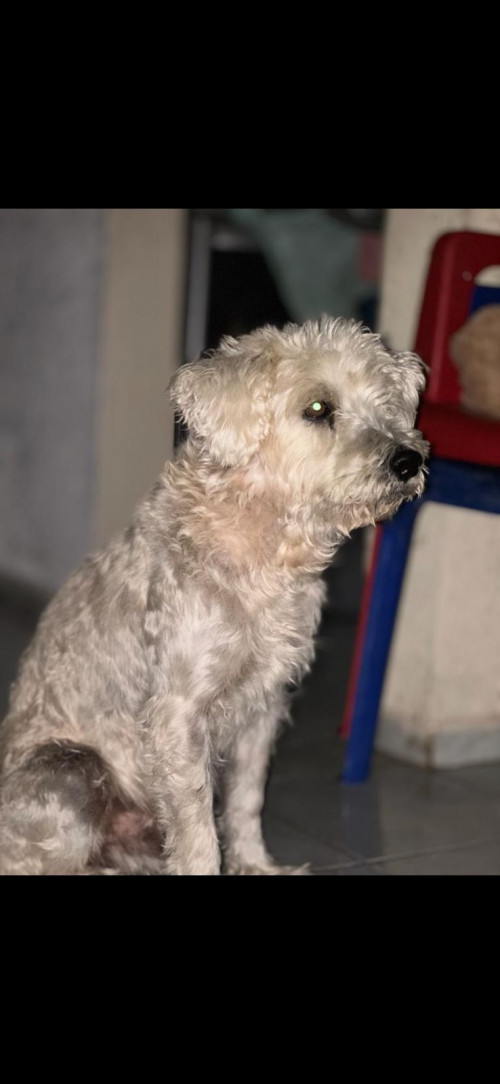 Dogo