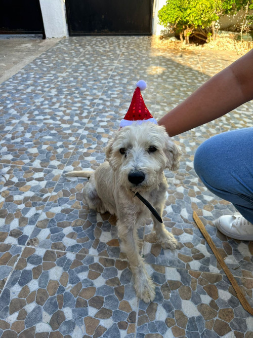 Dogo