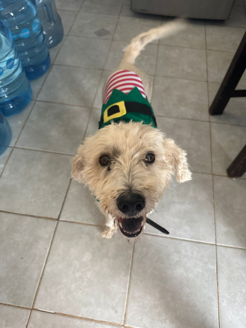 Dogo
