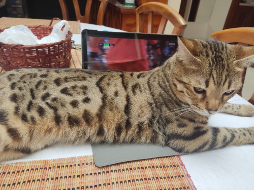 Rengar