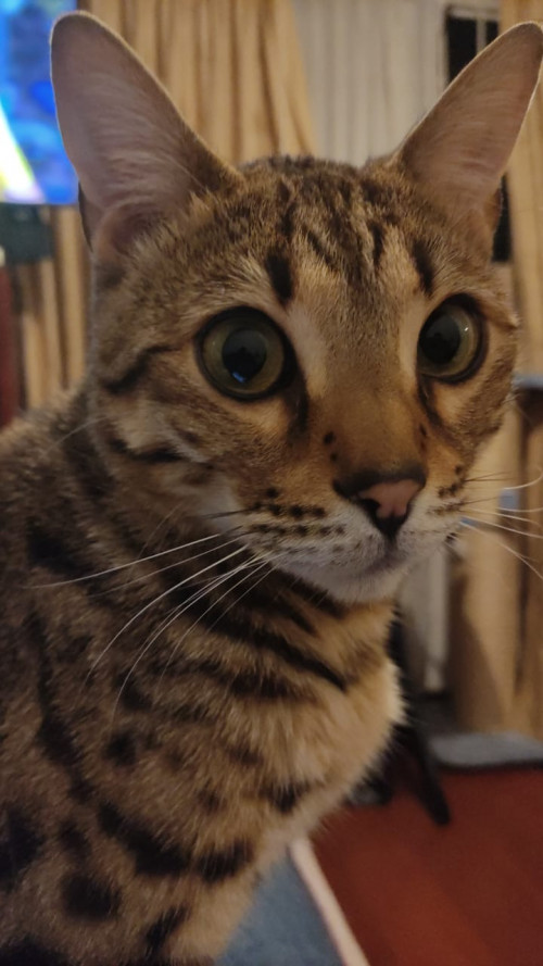 Rengar