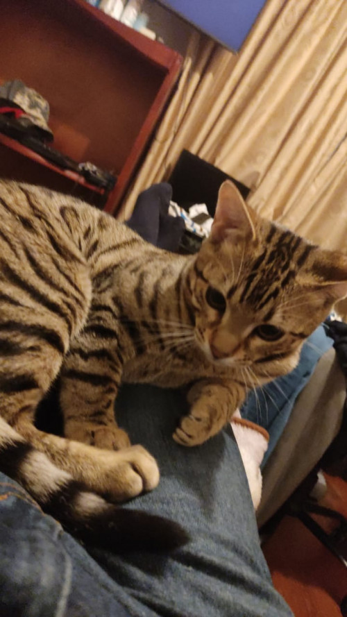 Rengar