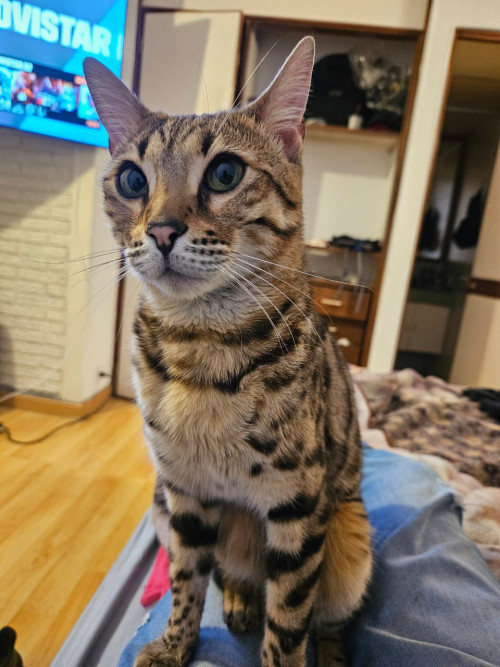 Rengar