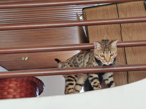 Rengar