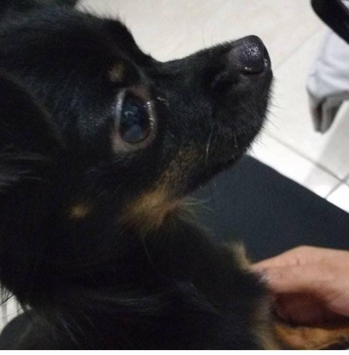 Blacky