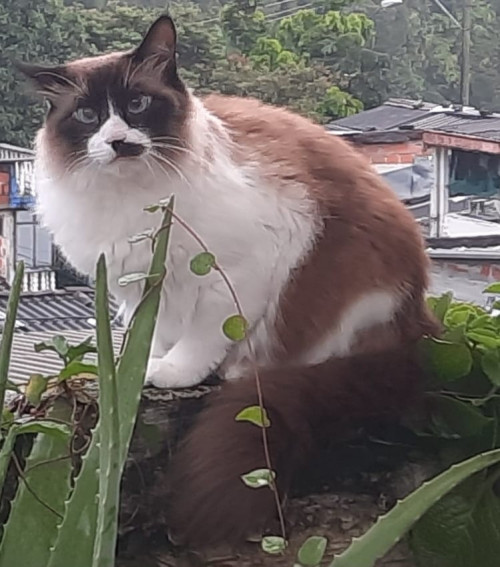 Simón