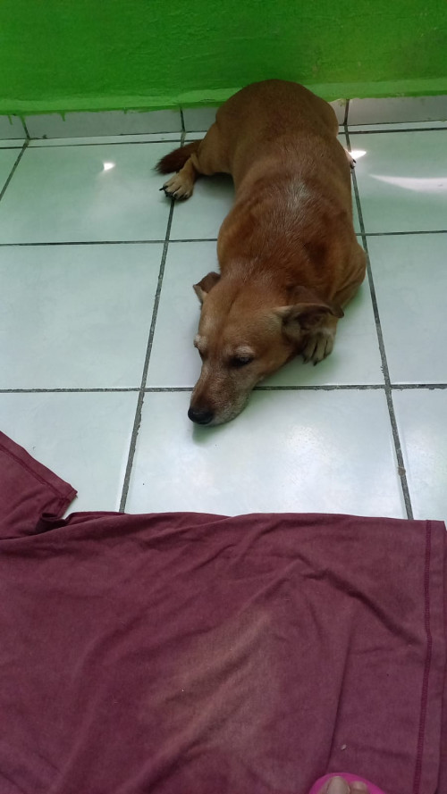 Coco