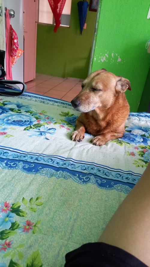 Coco