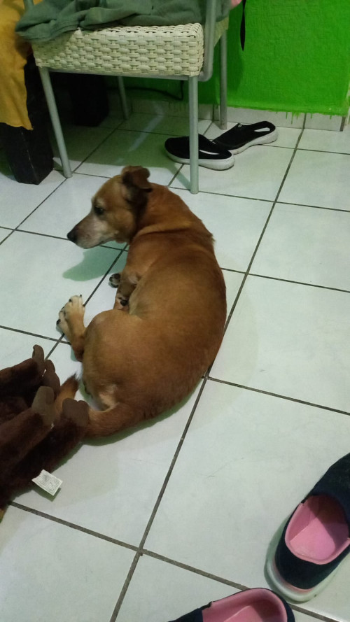 Coco