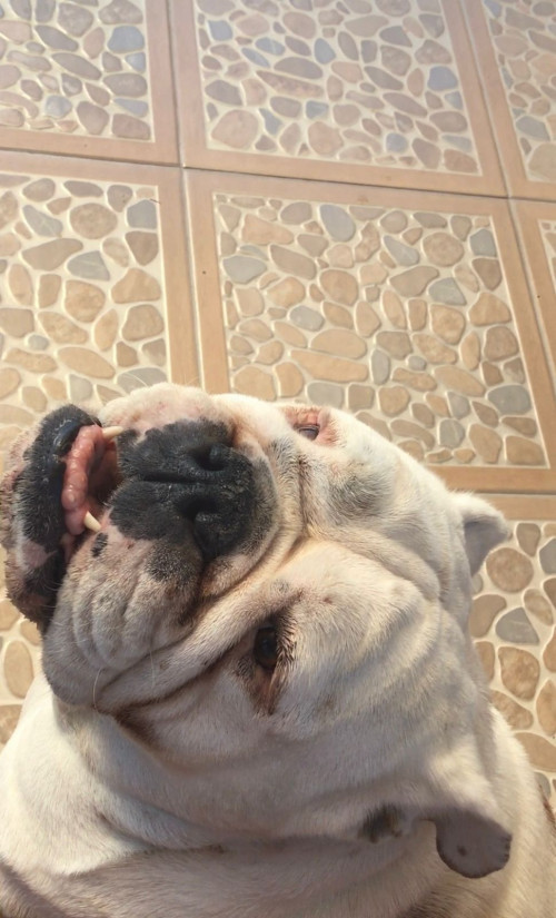 Dulce