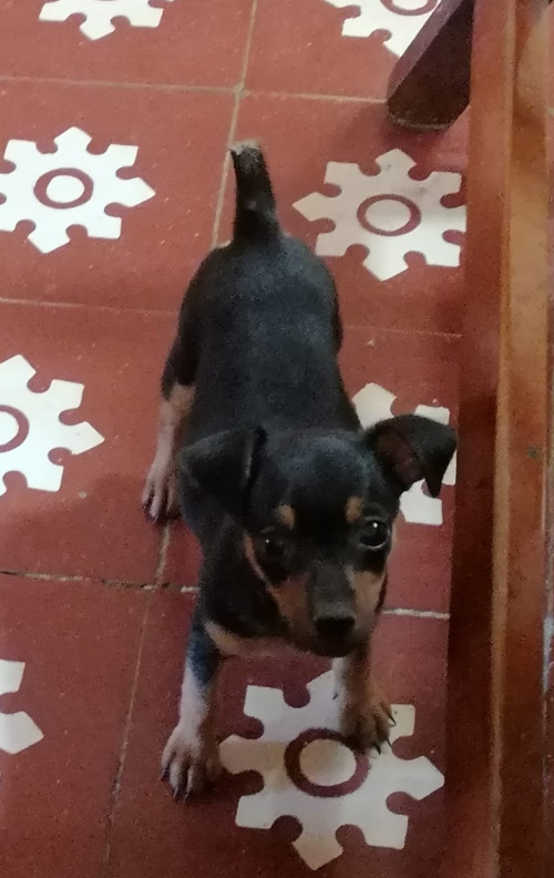 Romi