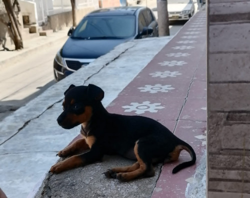 Romi