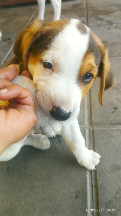 Thor