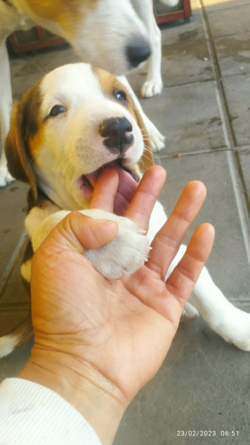 Thor