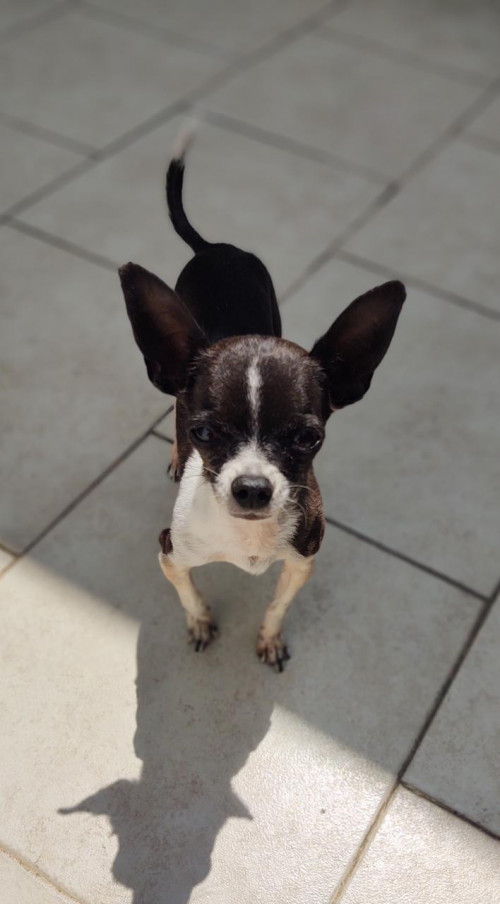 Oddie