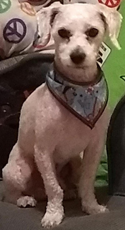 Chacho