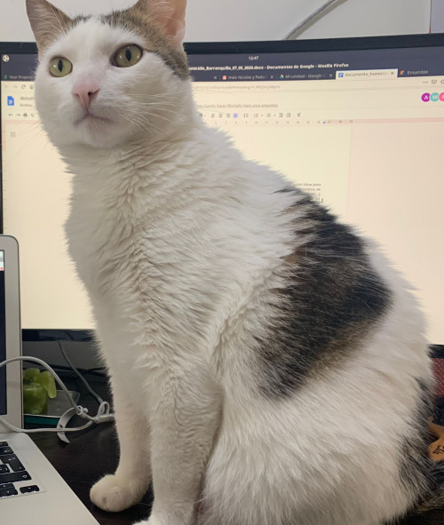 Simón