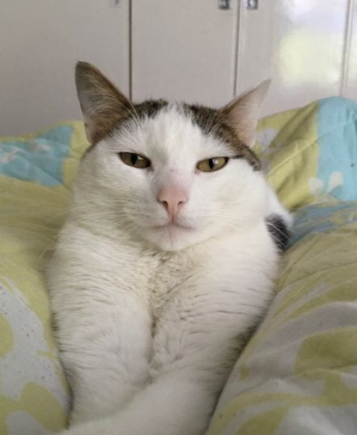 Simón