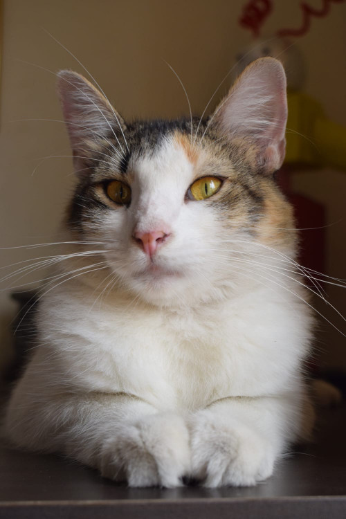 Leia