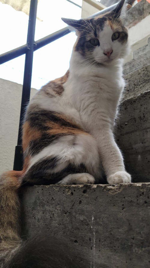 Leia