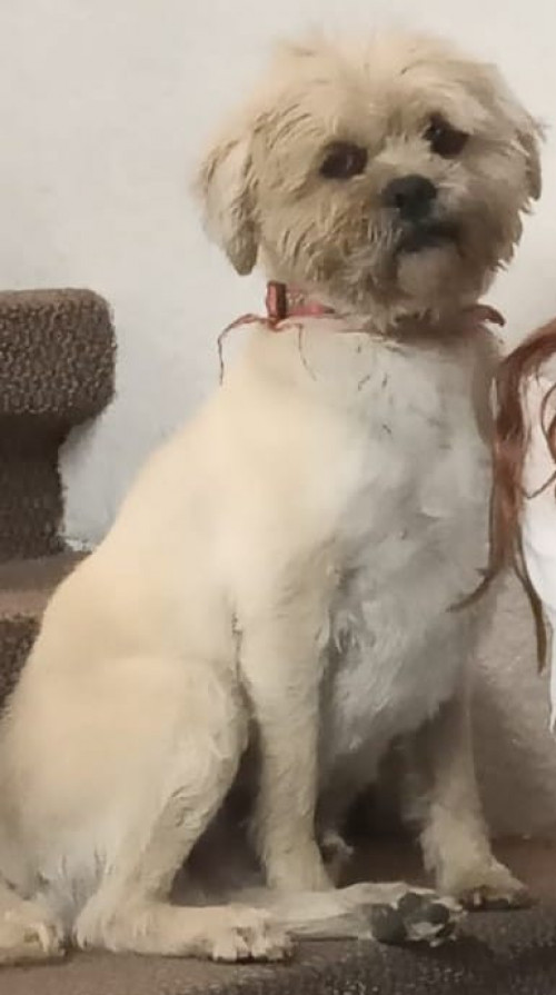 Toby
