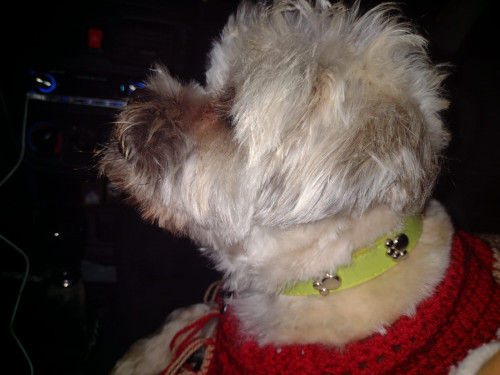 Toby