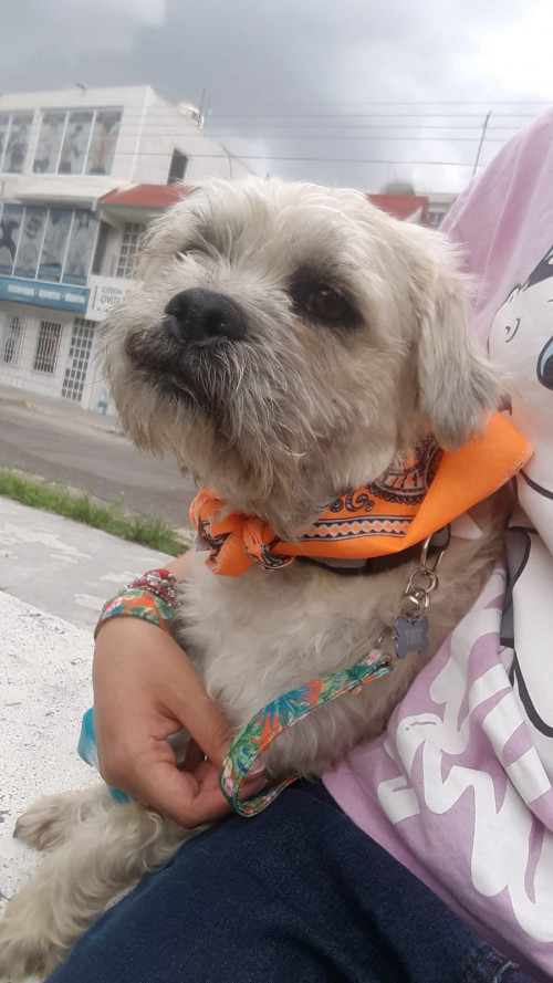 Toby