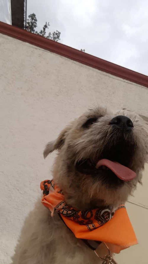 Toby