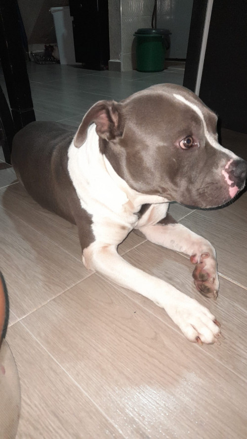 Diser