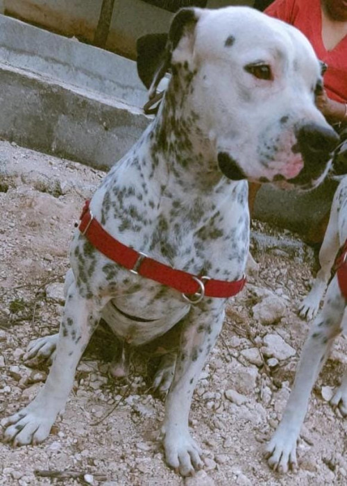 Bambú