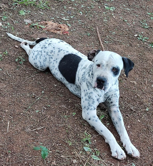 Bambú