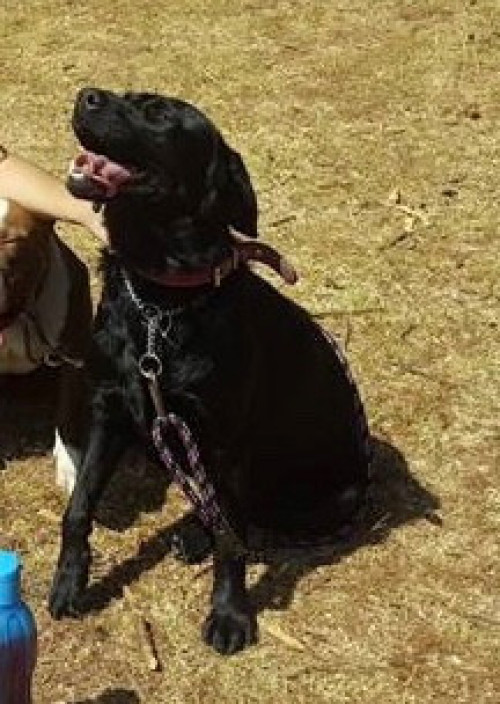 Pumba