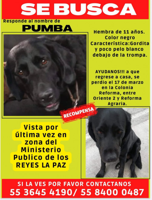 Pumba