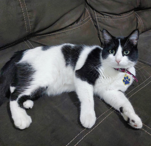 Felix