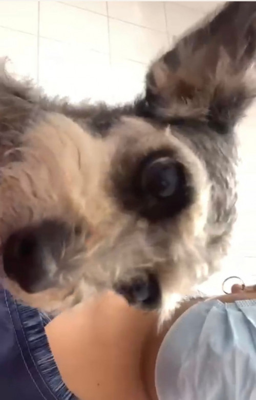 Lola
