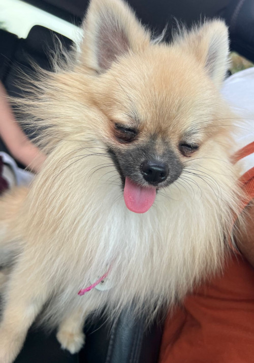 Pimienta