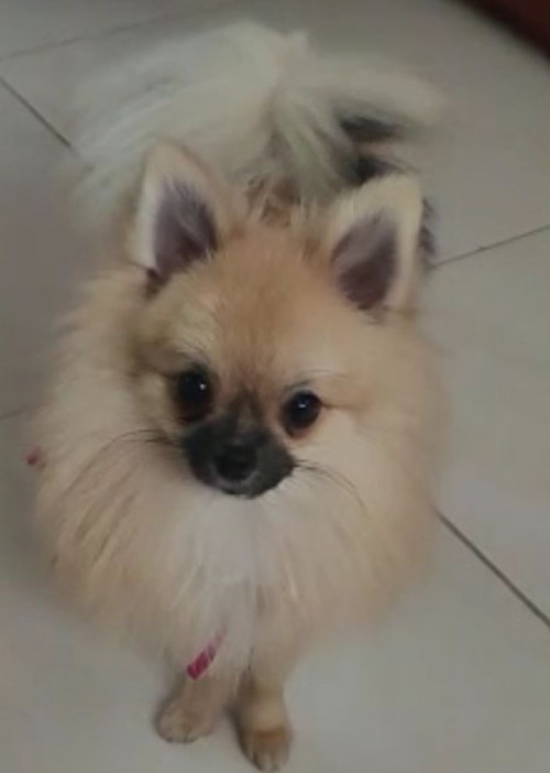 Pimienta