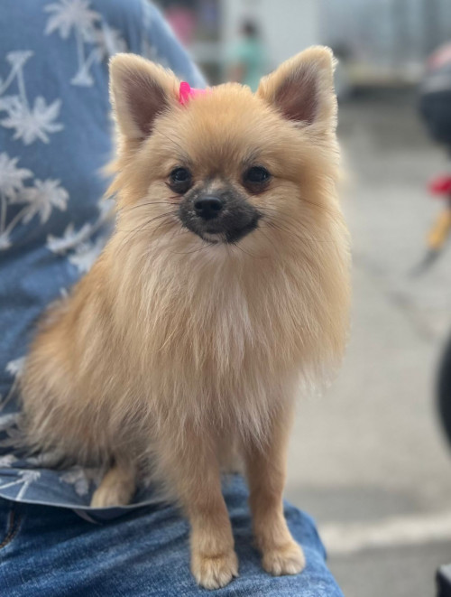 Pimienta
