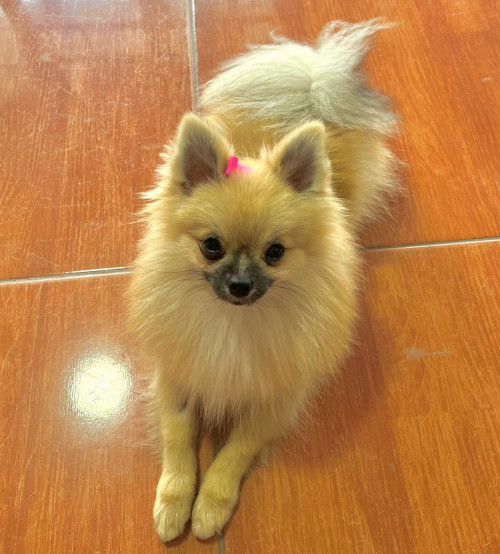 Pimienta