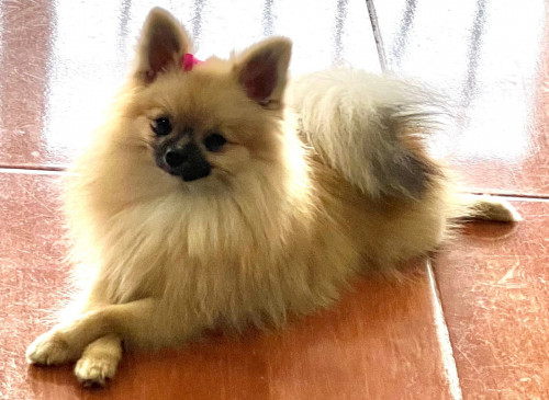Pimienta