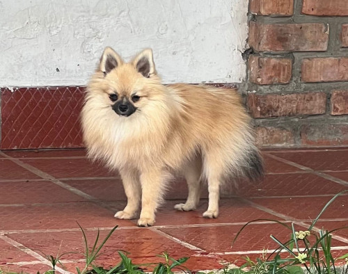 Pimienta