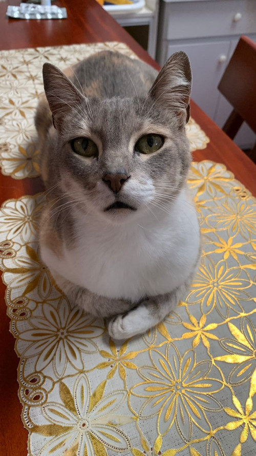 Lulú