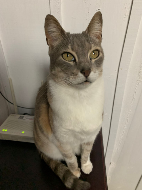 Lulú