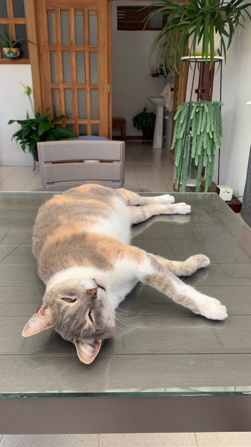 Lulú
