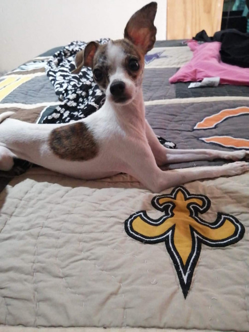 Bella