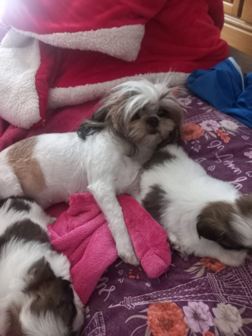 Princesa