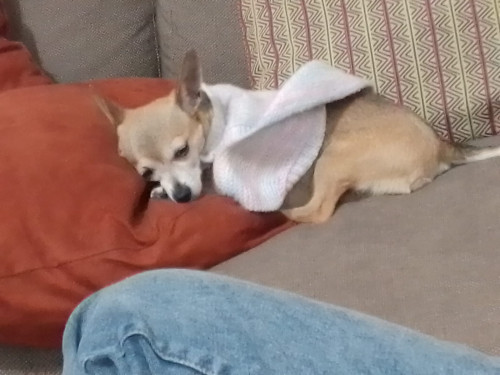 Consuelo