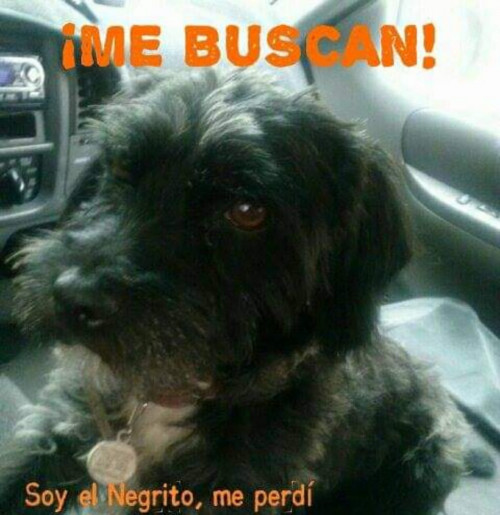 Negrito