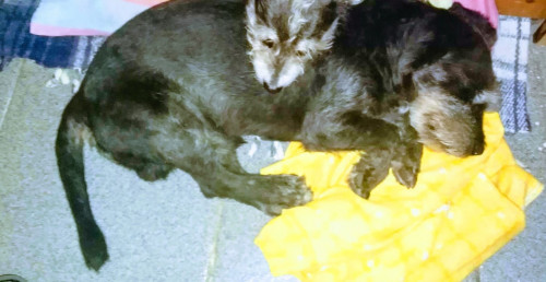 Negrito