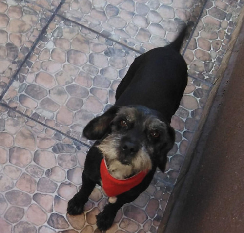 Negrito